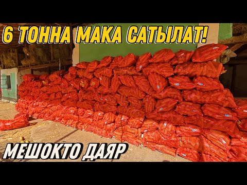 Видео: ЖЕМГЕ 6 ТОННА МАКА САТЫЛАТ 💪🏻#байтв 