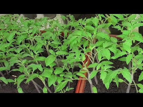 Видео: ЖАЛЕЮ, что РАНЬШЕ ТАК НЕ САЖАЛА СЕМЕНА! Теперь сею ТОМАТЫ ТОЛЬКО ТАК! Удивительный результат