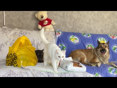 Видео: Малютка именинница / Мясная суббота 