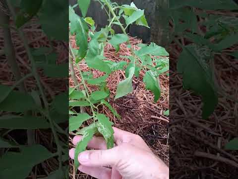 Видео: Овощная грядка, Таиланд.