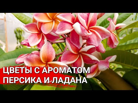 Видео: Цветы с ароматом персика и ладана | Плюмерия