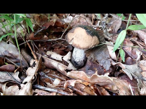 Видео: СЕЗОН ГРИБОВ, НАЧАЛО