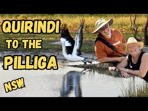 Видео: Квиринди в The Pilliga. Новый Южный Уэльс