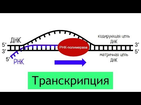 Видео: Синтез белка: транскрипция | самое простое объяснение
