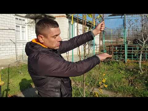 Видео: Детальна обрізка Груші на врожай