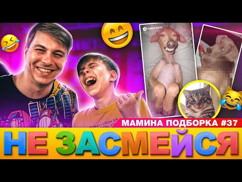 Видео: ГРУСТНЫЙ КОТ и СОБАКА ВЕЧНЫЙ ДВИГАТЕЛЬ! // НЕ ЗАСМЕЙСЯ ЧЕЛЛЕНДЖ // Мамина подборка #37