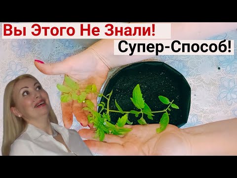 Видео: Делюсь Лайфхаком Пересадки Томатов. Сделайте ЭТО и Урожая у Вас Будет Больше! Огород на Балконе 2023
