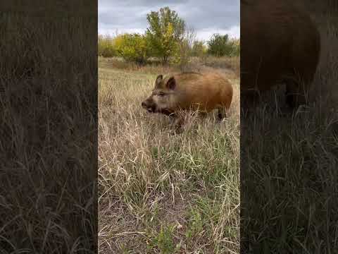 Видео: Незваный гость 😁 #кабан #животные #лесной #собака #собаки #pig #nature #animals #hunting #new