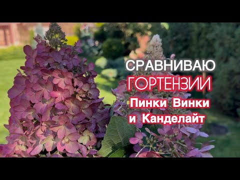 Видео: Мой сравнительный анализ гортензий Канделайт и Пинки Винки