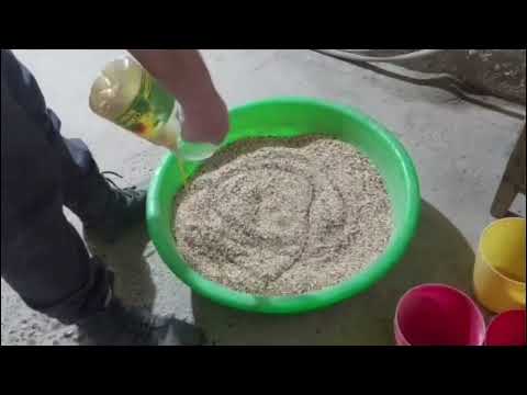Видео: уй шароитда товук бокиш ва ем тайёрлаш #факт#бизнес#100#1000#тухум#тоок#ферма#news