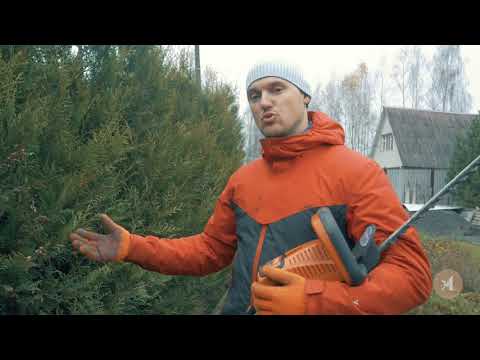 Видео: Ниваки из сосен с Андреем Дорусенковым. Стрижка туй и можжевельника. 11.2020