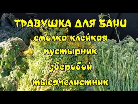 Видео: Июльский сбор трав для бани.