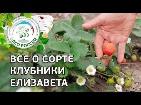 Видео: Сорт клубники Елизавета. 🍓 Селекционер о сорте крупноплодной ремонтантной земляники Елизавета.