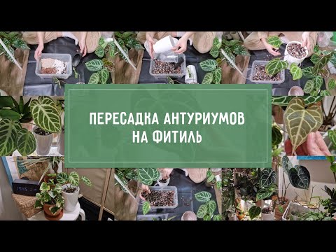 Видео: ПЕРЕСАДКА АНТУРИУМОВ! Переводим всех на ФИТИЛЬ