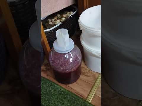 Видео: Где греются мои растюшки до отъезда в Минск.