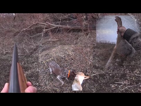 Видео: Зайчатница шла 5км по следу за подранком! Охота по зайцу!