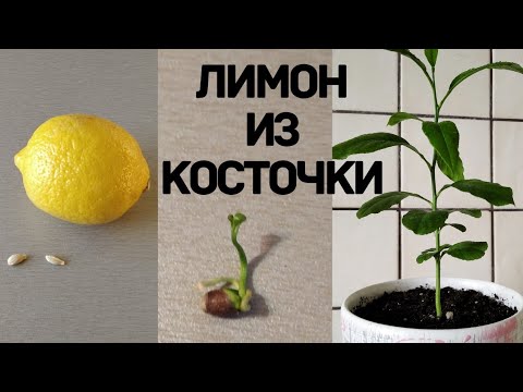 Видео: Как вырастить лимон из косточки.