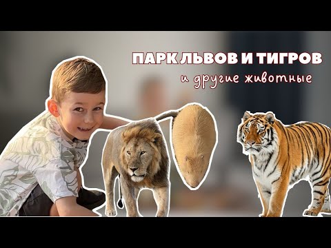 Видео: ПАРК С НАСТОЯЩИМИ ЛЬВАМИ И ТИГРАМИ | Прогулка в зоопарк диких животных