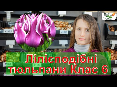 Видео: Тюльпани Лілієподібні Клас 6