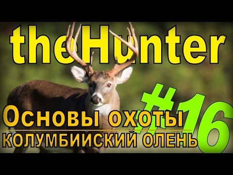 Видео: the Hunter - Колумбийский олень [Основы охоты] #16