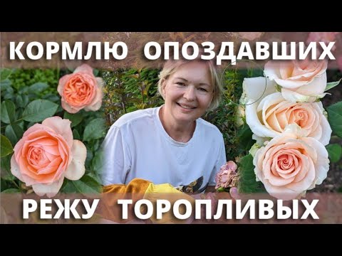 Видео: УХОД ЗА ЦВЕТУЩИМИ РОЗАМИ. 2 июля 2024 г.