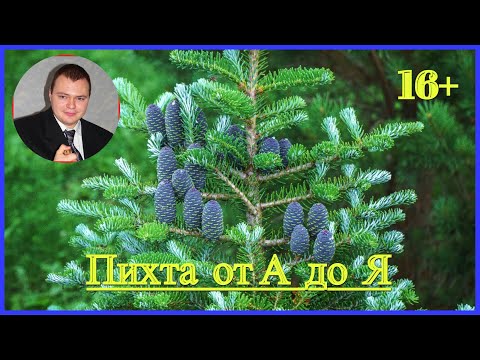 Видео: 👉 #Пихта от А до Я 🌲🌲🌲 #Стратификация семян 🌲 посев семян  🌲  пересадка сеянцев в горшки.