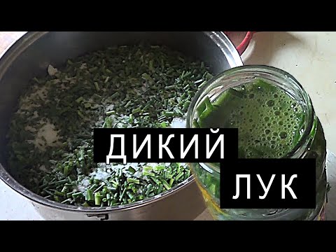 Видео: ДИКИЙ ЛУК. СОБИРАЕМ И СОЛИМ. ЗАГОТОВКА ЛУКА.