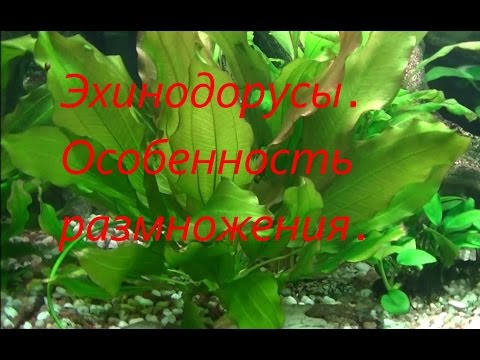 Видео: Эхинодорус Розе. Особенность размножения. #Echinodorus rose