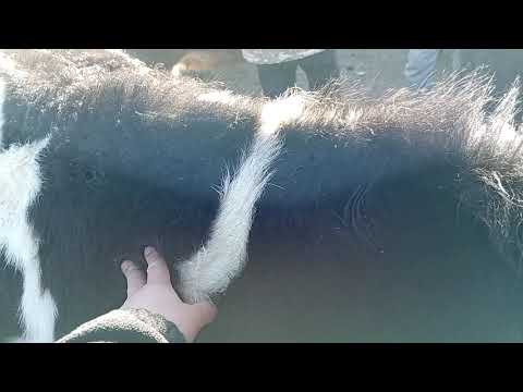 Видео: Талас облусу Айтматов районунун мал базары. Уй бука жаш торпоктор бааларын көрө аласыздар 8.11,25