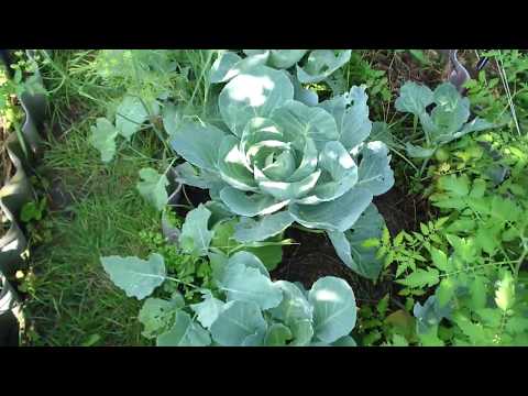 Видео: Максимум овощей на маленьком огороде