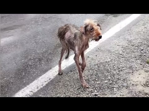 Видео: Жизнь в бегах, так и не узнав объятий любви – ее спутником был только страх