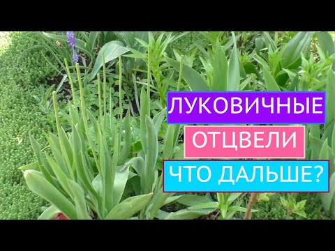 Видео: ЧТО ДЕЛАТЬ С ЛУКОВИЧНЫМИ ПОСЛЕ ЦВЕТЕНИЯ? КАК СОХРАНИТЬ ИХ ДО СЛЕДУЮЩЕГО ГОДА?