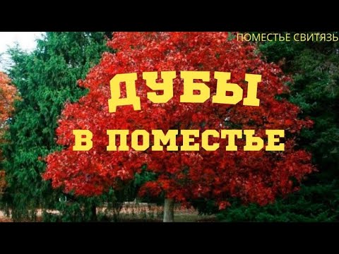 Видео: РАЗНООБРАЗИЕ ДУБОВ НА УЧАСТКЕ #дубы#красный_дуб