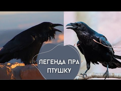 Видео: Легенда пра птушку. Крумкач