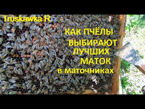 Видео: #Пчёлы. Как из свищевых маток, выбирают лучшую и дают ей возможность победить.