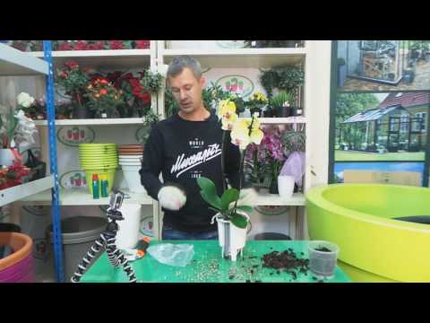 Видео: пересадка орхидеи Фаленопсис в кашпо с автополивом Lechuza Deltini
