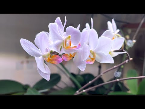 Видео: Скромное летнее цветение орхидей на конец июля 2025 г.