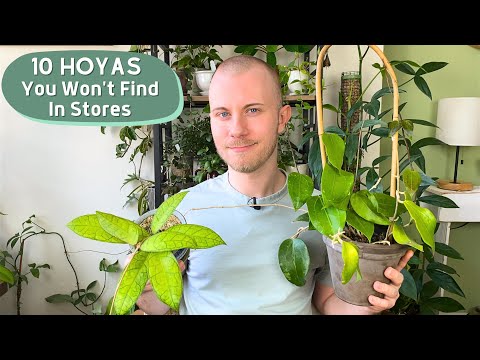 Видео: 10 хой, которые вы не найдете в магазинах растений!