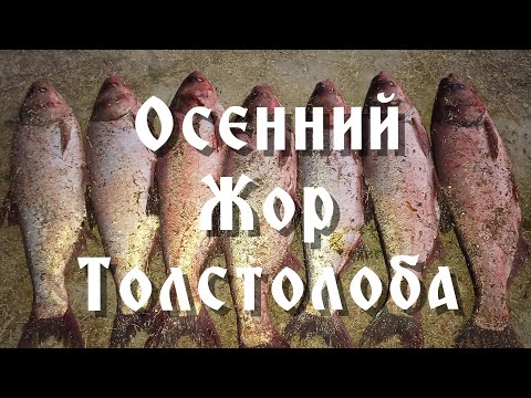 Видео: Осенний жор толстолоба. Рыбалка у Мамеда.