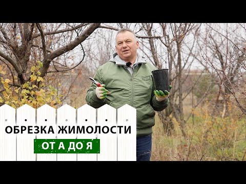 Видео: Обрезка ЖИМОЛОСТИ от А до Я: обрезка при посадке, плодоносящих и запущенных кустов