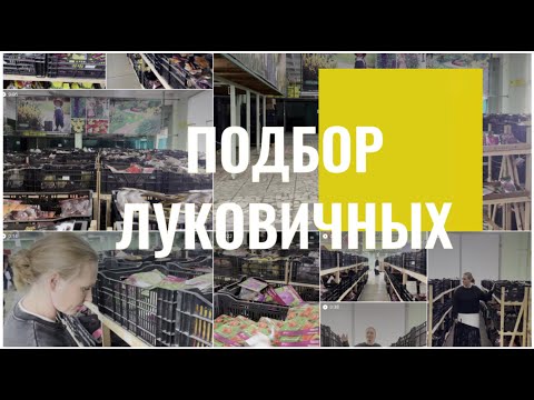 Видео: Лучшие сорта тюльпанов, нарциссов, крокусов. Подбираем #луковичные в #сад. Осенняя посадка тюльпанов