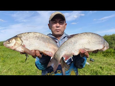 Видео: ДОЛБИМ ОГРОМНЫХ ЯЗЕЙ...
