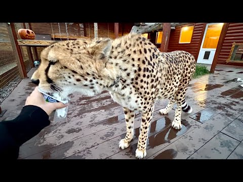 Видео: Худеющий гепард лакомится творожком🥹 Герда обожает такие перекусы!