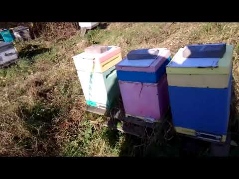 Видео: Тёплый день