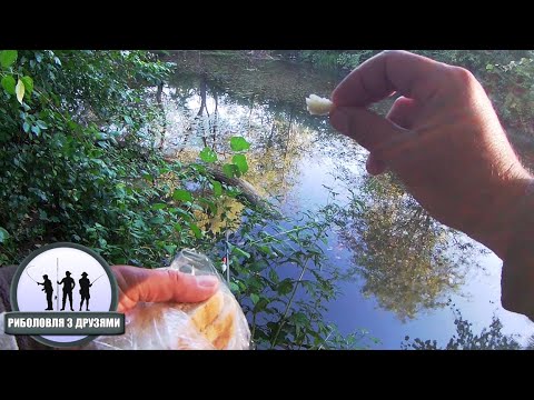 Видео: Ловля Коропа На Хліб