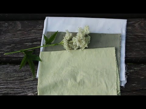 Видео: Окрашивание ткани натуральными красителями: Таволга / Natural Dyes: Meadowsweet