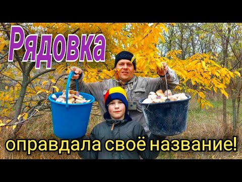 Видео: Рядовка лиловоногая РЯДАМИ!!! Синеножки