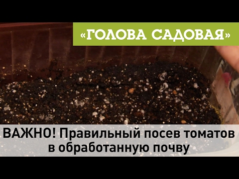 Видео: Голова садовая - ВАЖНО! Правильный посев томатов в обработанную почву