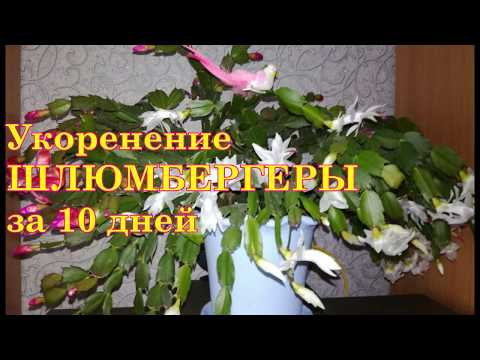 Видео: Укоренение ШЛЮМБЕРГЕРЫ за 10 дней.