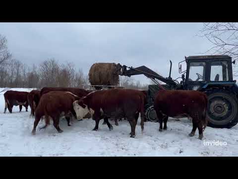Видео: Про сенаж и как кормим коров #герефорд #сенаж #кормление #трактор #животные #ферма #фермер #кфх#рек